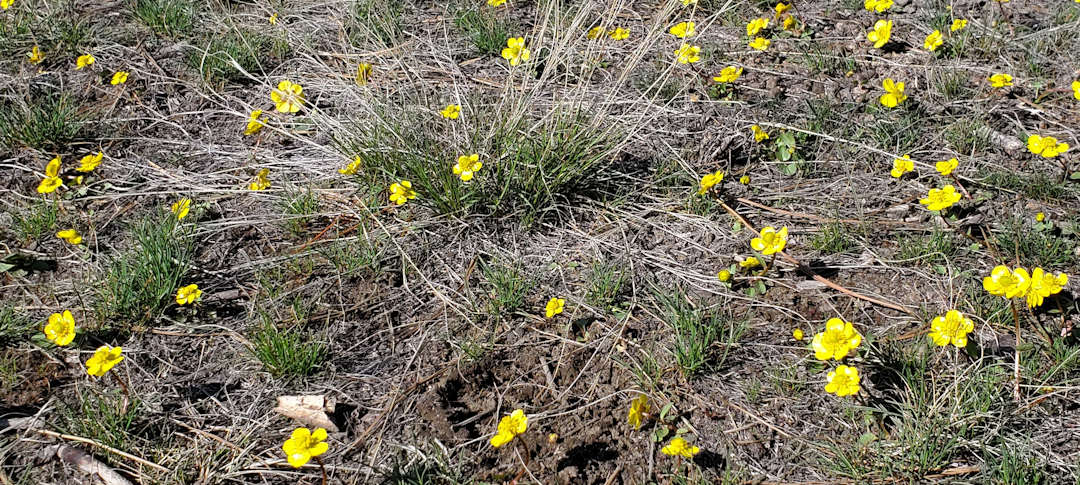 Spring Buttercups